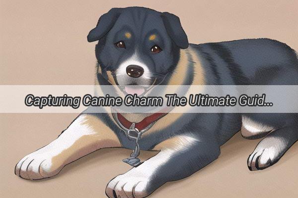 Capturing Canine Charm The Ultimate Guide to Photography with Your Pooch